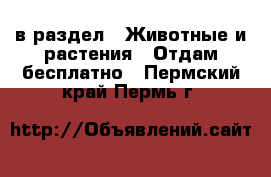  в раздел : Животные и растения » Отдам бесплатно . Пермский край,Пермь г.